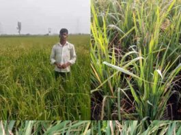 संभल में किसान यशवीर की फसल पर संकट, 5 दिन बाद भी नहीं निकले धन के बाल; 80 हजार रुपये के नुकसान का दावा, प्रशासन से लगाई मदद की गुहार